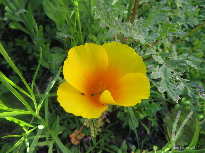 Kalifornischer Mohn: Übersicht